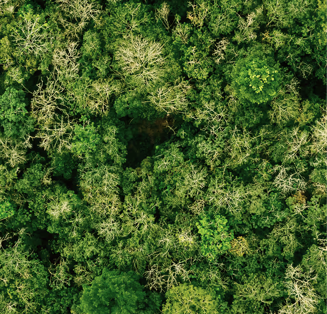 Strengthening Rubber Value Chains