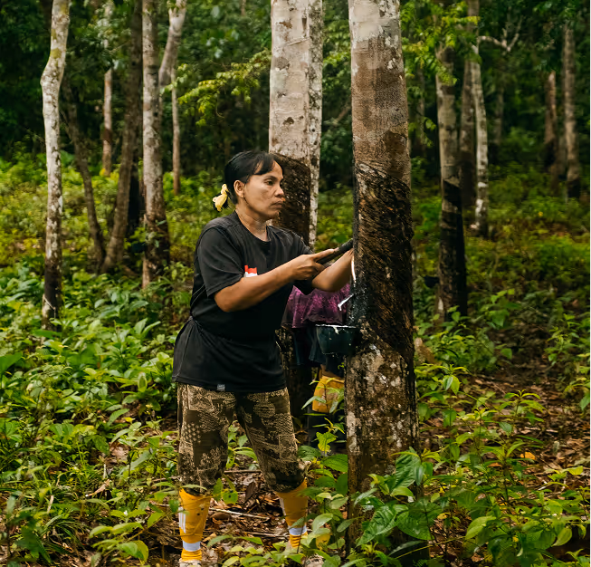 Strengthening Rubber Value Chains